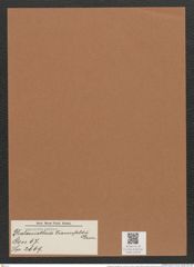 Thalassiothrix frauenfeldii Grun. (de-Toni-Nr.: Genus 67, Species 2669) Zeichnungen Sammlung Grunow Mappe 02876 (Herbarium_W_Grunow_drawings_Folder_02876)